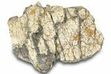 Dinosaur (Triceratops) Frill Shield Section - Montana #323035-1